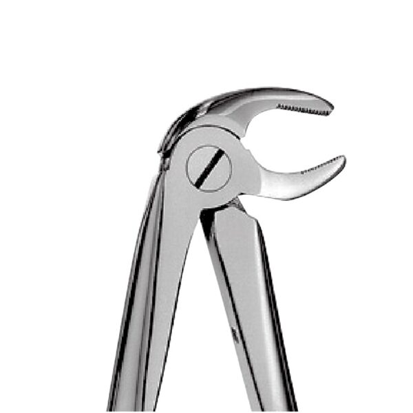 13 - Lower Premolars Forceps