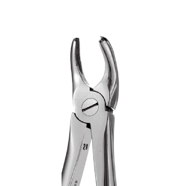 18 - Left Upper Molars Forceps