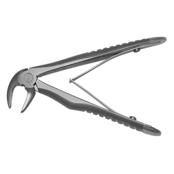 Lower Incisors And Canines